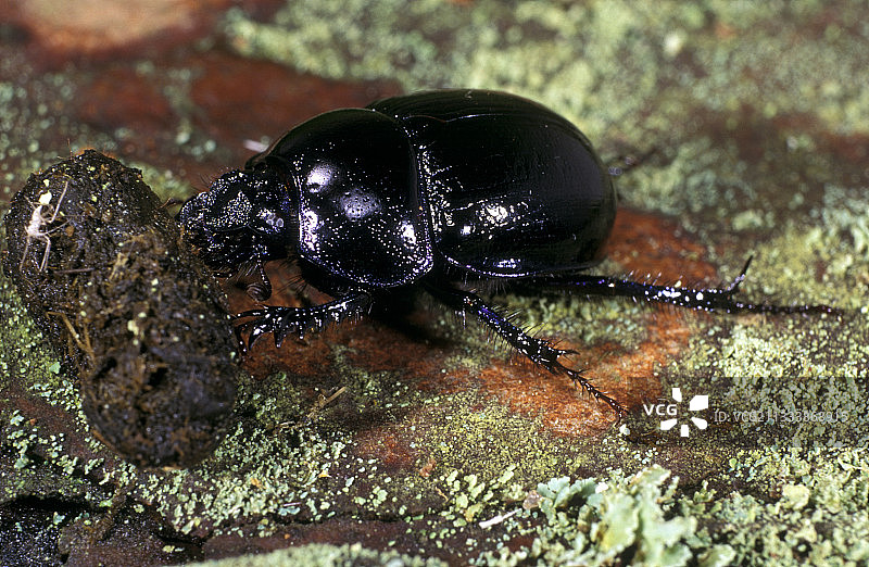 甲虫滚动粪球图片素材