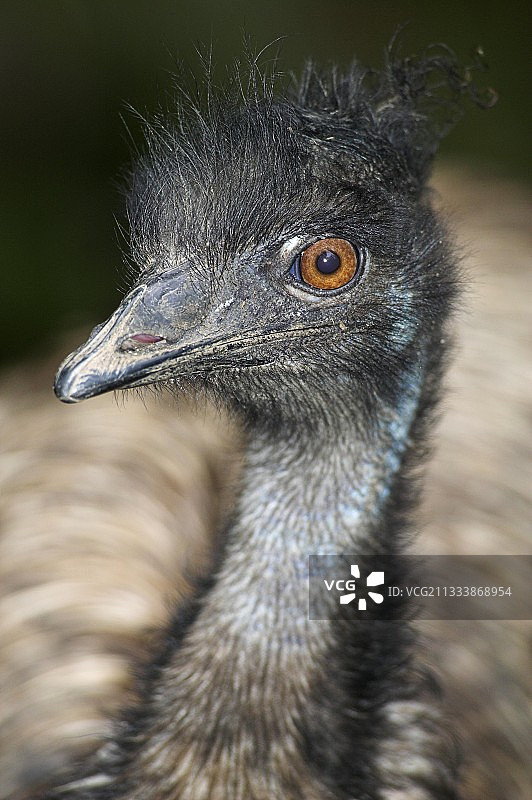 鸸鹋肖像图片素材