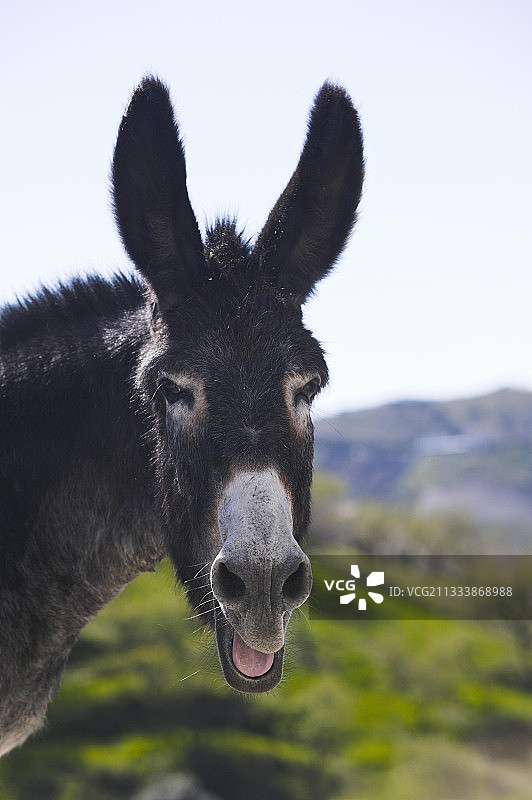 安达卢西亚孔佩塔路上的骡子肖像图片素材