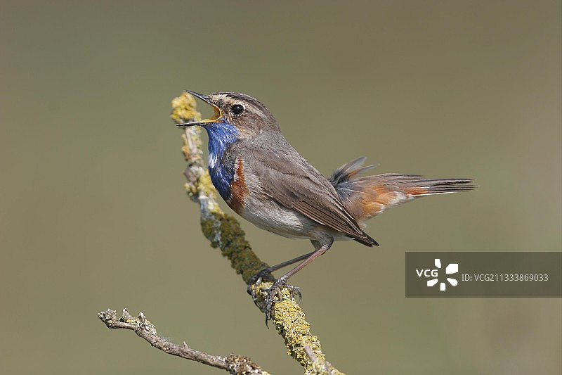 在树枝上唱歌的雄性蓝喉歌鸲图片素材