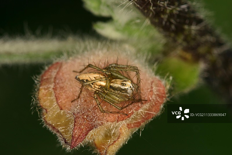 法国比利牛斯山脉猫蛛图片素材