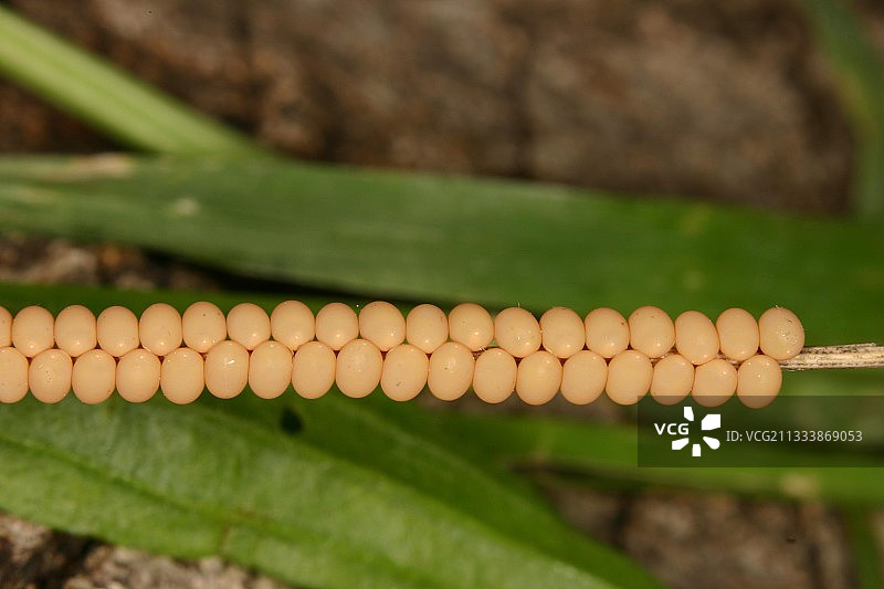 法国比利牛斯山脉鸡蛋图片素材