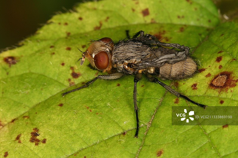 法国丽蝇的诞生图片素材