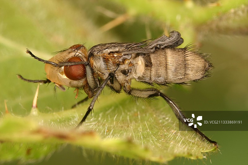 法国丽蝇的诞生图片素材