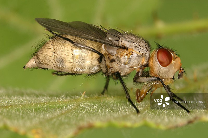 新生的丽蝇，法国图片素材