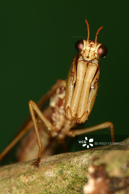 法国比利牛斯山区的螳蛉图片素材