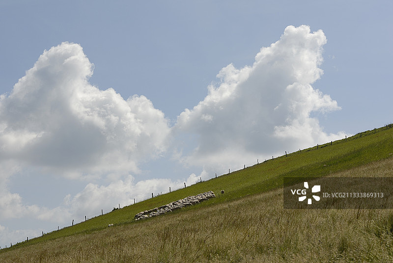 法国山坡上的拉考讷绵羊群图片素材