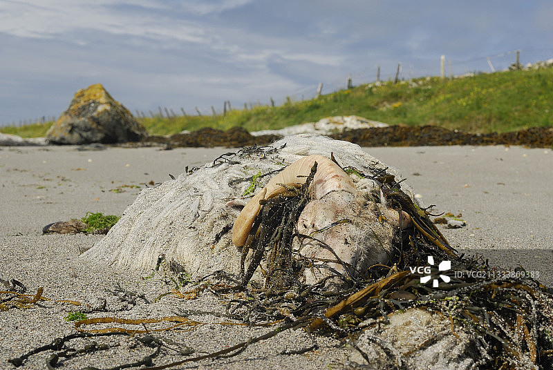 被海浪冲刷的绵羊尸体，康尼马拉巴利科尼利图片素材