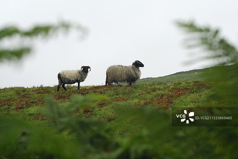 科内马拉爱尔兰荒原上的设得兰绵羊图片素材