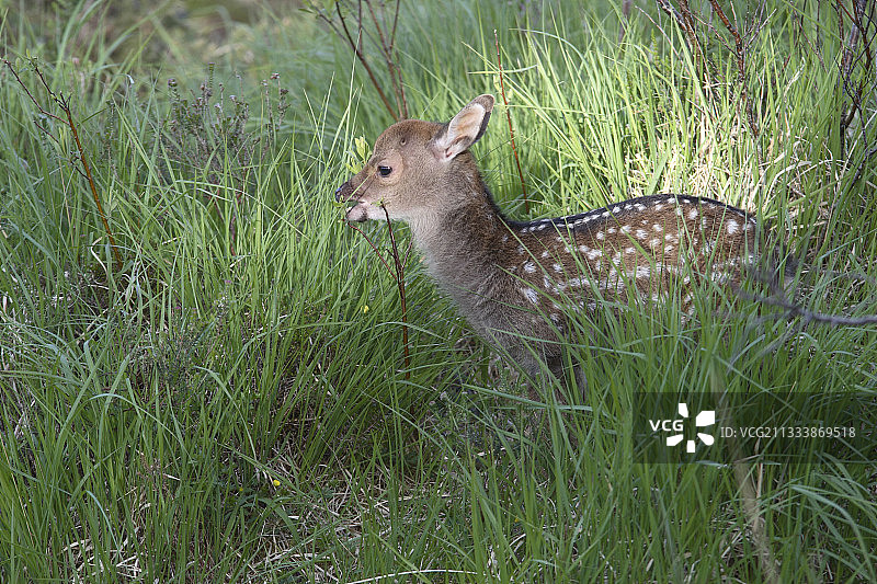 爱尔兰克里郡的艾维拉半岛图片素材