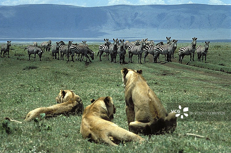 恩戈罗恩戈罗火山口遗址图片素材