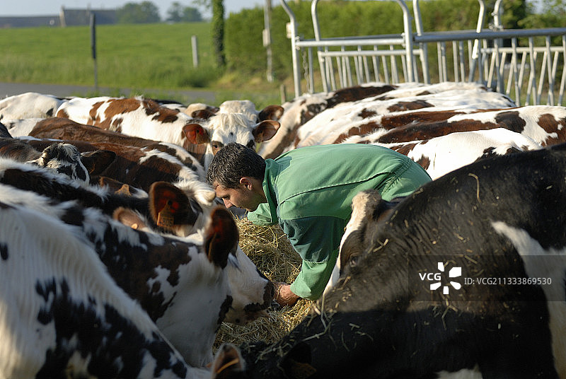 英国农民喂养牛图片素材