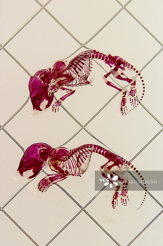 CDTA奥尔良实验用小白鼠图片素材