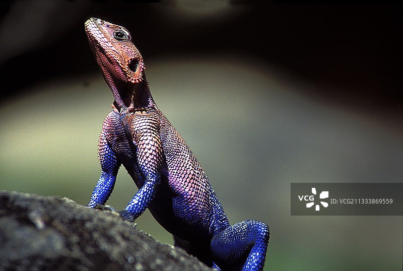 坦桑尼亚岩石上晒太阳的雄性阿加玛蜥蜴图片素材