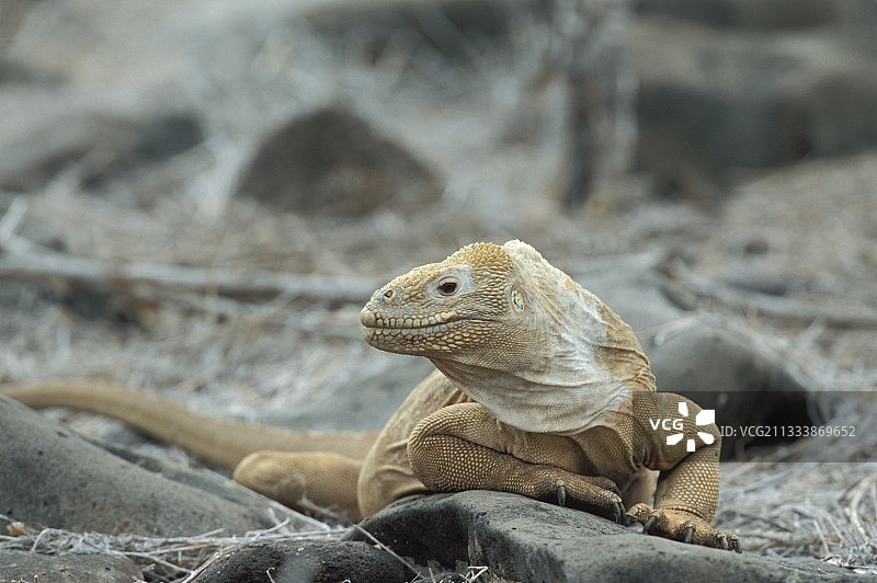 圣菲特有物种图片素材