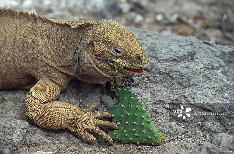 圣菲特有物种图片素材