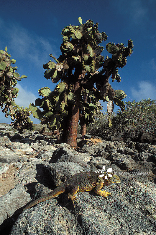 加拉帕戈斯群岛岩石上晒太阳的陆地鬣蜥图片素材