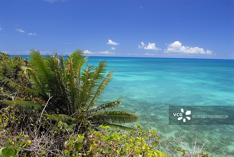 乌韦阿岛隆起礁石海岸和泻湖上的苏铁图片素材