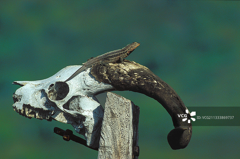 在圣地亚哥，人为引进后被遗弃的羊对植物造成了重大损害。几年前开始了一项系统清除运动。图片素材