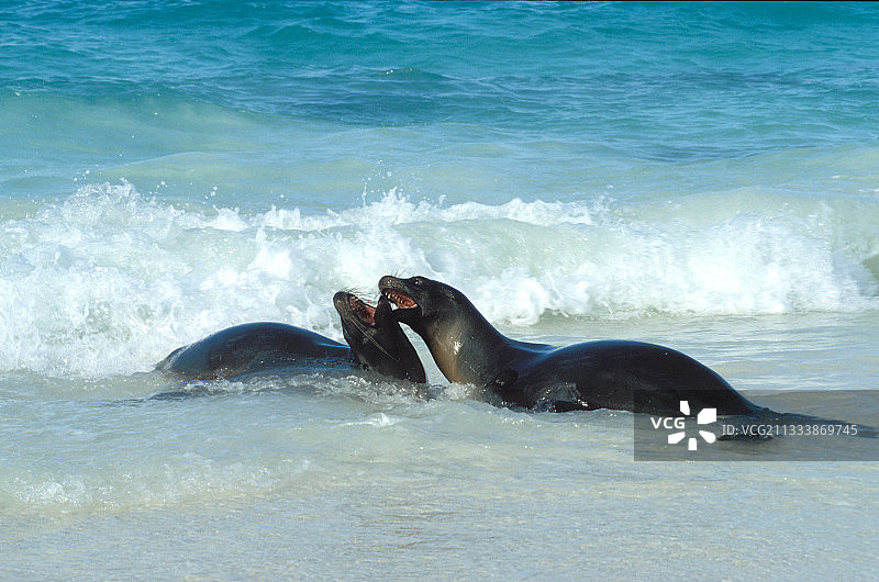 加拉帕戈斯群岛海狮在水中搏斗图片素材