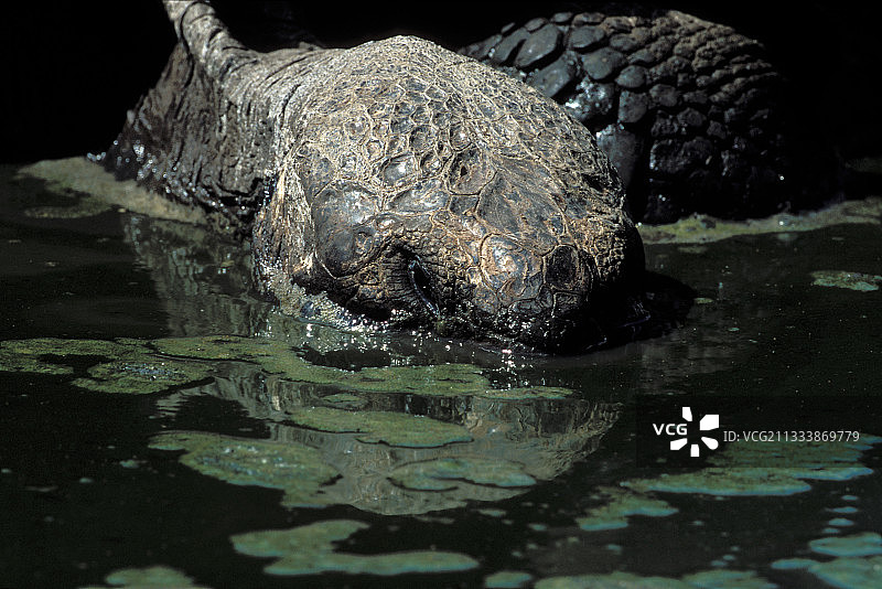 高达150年树龄，超过250公斤，顶部甲壳高达1.50米图片素材