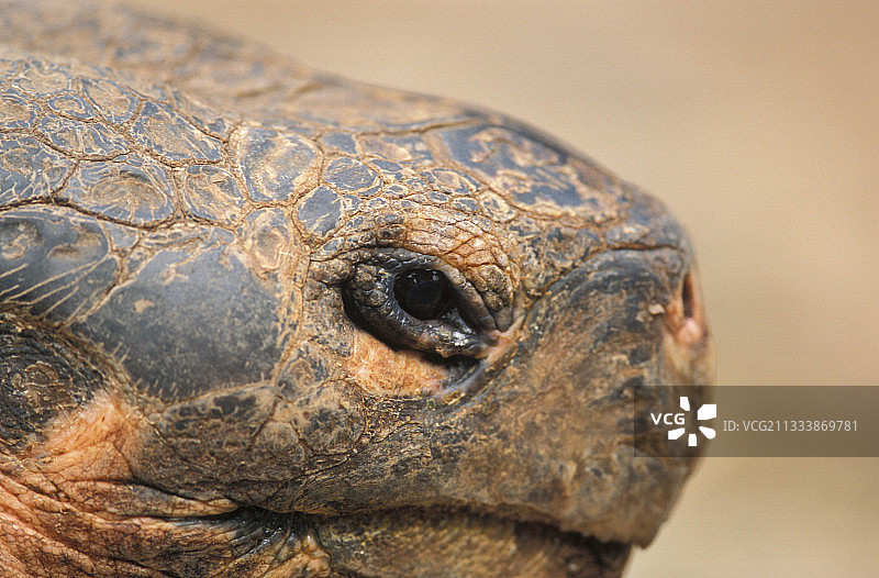 高达150年树龄，超过250公斤，顶部甲壳高达1.50米图片素材