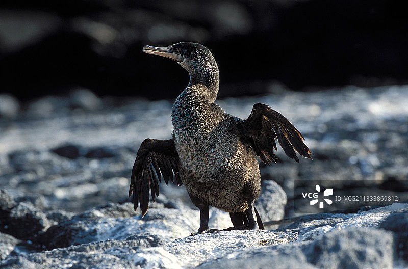 在没有天敌的情况下，翅膀逐渐萎缩，无法飞行，只能步行或游泳图片素材