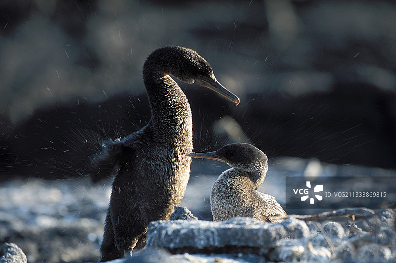 在没有天敌的情况下，翅膀逐渐萎缩，无法飞行，只能步行或游泳图片素材