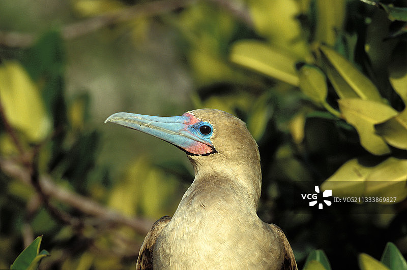 棕色阶段图片素材