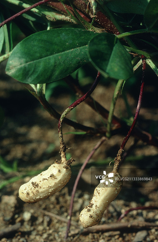 特写镜头下的花生植株图片素材