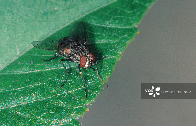 停留在树叶上的厩蝇，西班牙图片素材