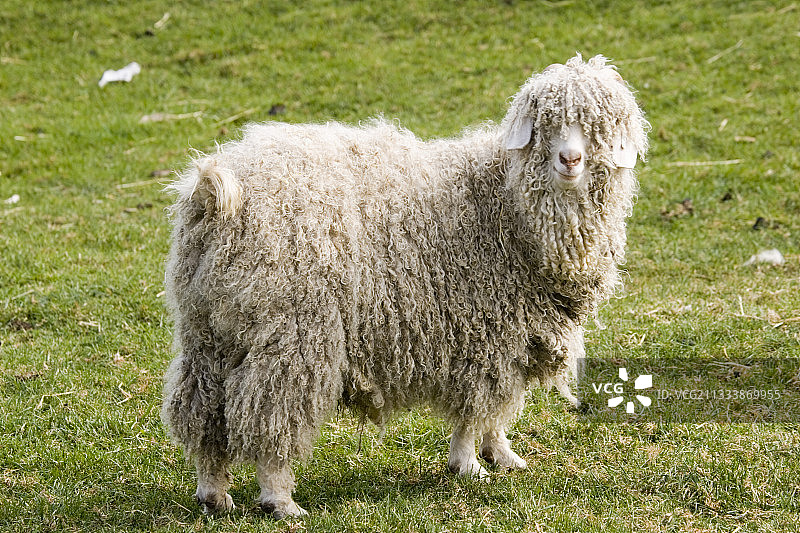 英国科茨沃尔德农场公园的罕见安哥拉山羊品种图片素材