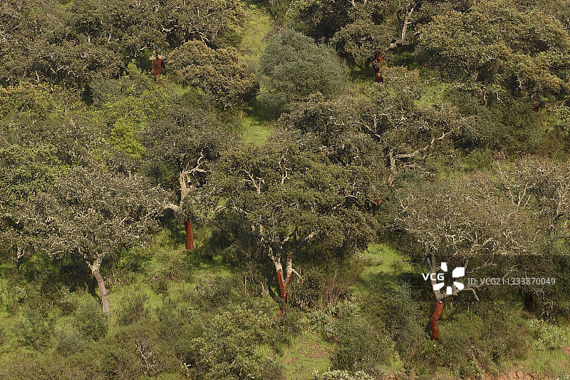 西班牙莫雷纳山脉栓皮栎林图片素材