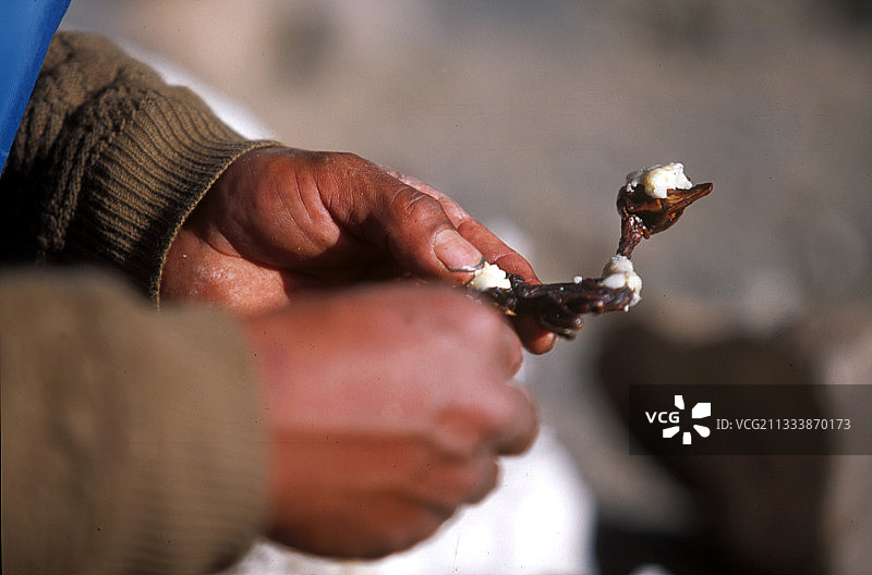 骆马：价值连城的骆驼科动物图片素材
