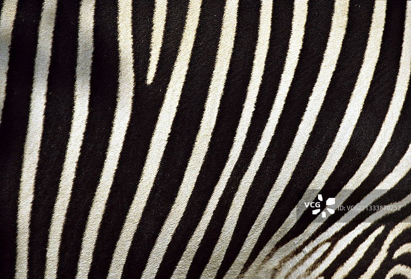 非洲细纹斑马的毛发图片素材