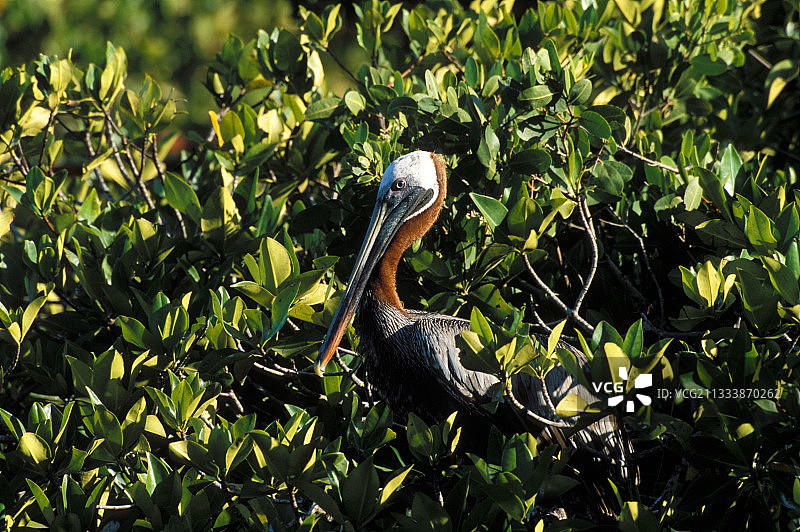 栖息在加拉帕戈斯群岛红树林中的棕色鹈鹕图片素材