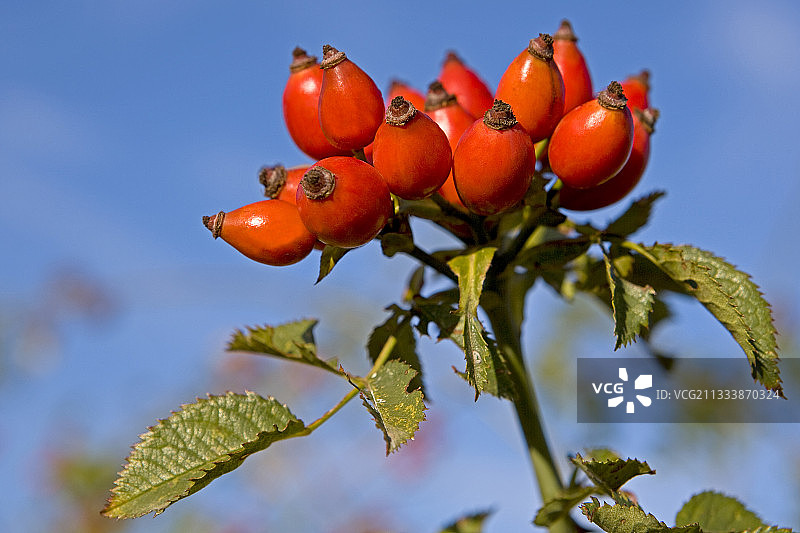 秋季法国普罗旺斯的犬蔷薇果实图片素材