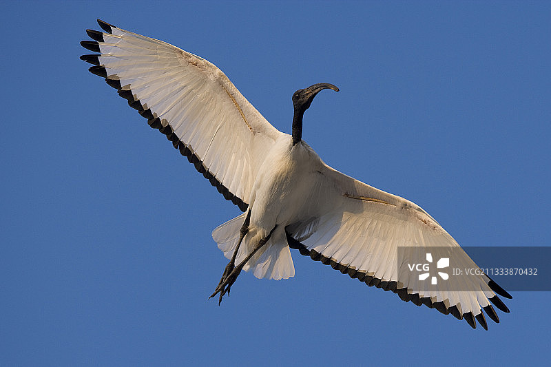 飞行中的埃及圣鹮，阿拉伯联合酋长国图片素材