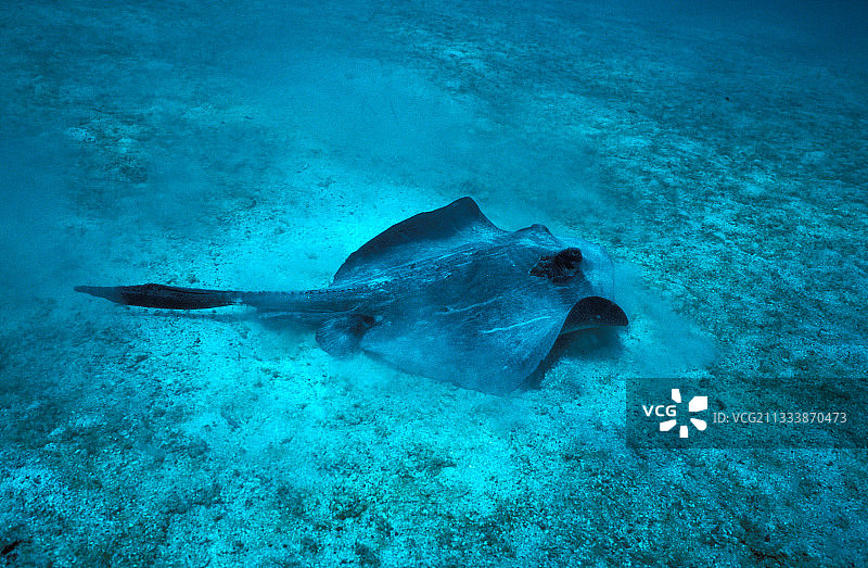 加拉帕戈斯群岛海底的钻石鳐鱼图片素材