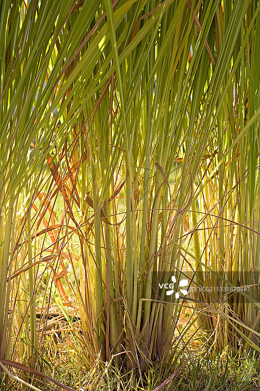 阿拉伯联合酋长国香茅草图片素材
