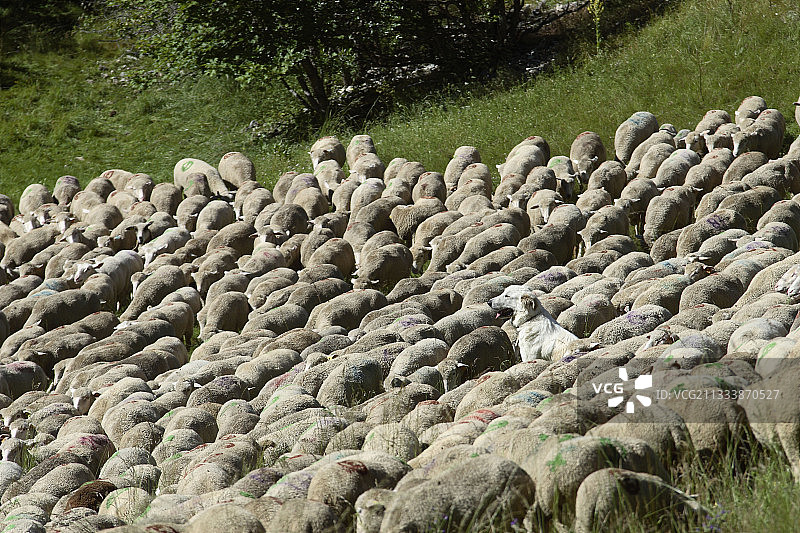 保护羊群免受狼侵害图片素材