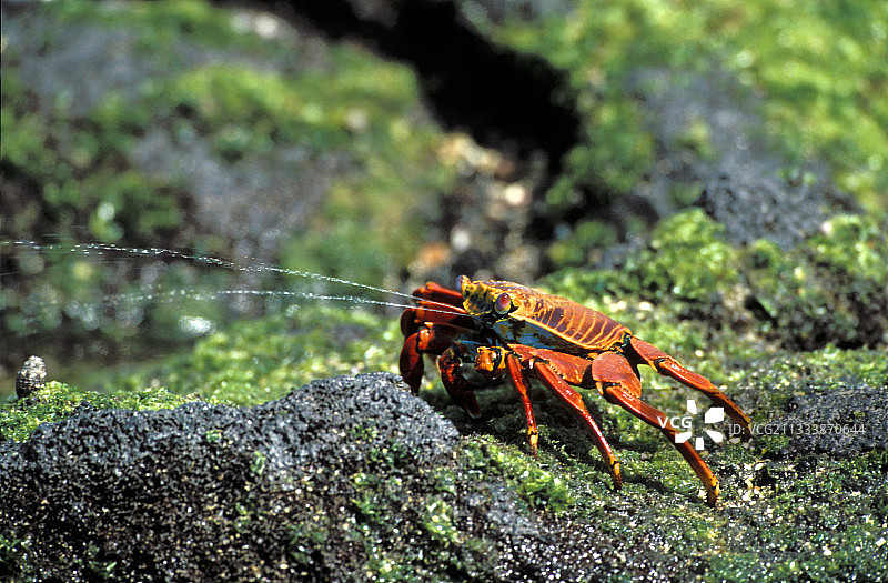 以动植物和藻类为食的生物图片素材