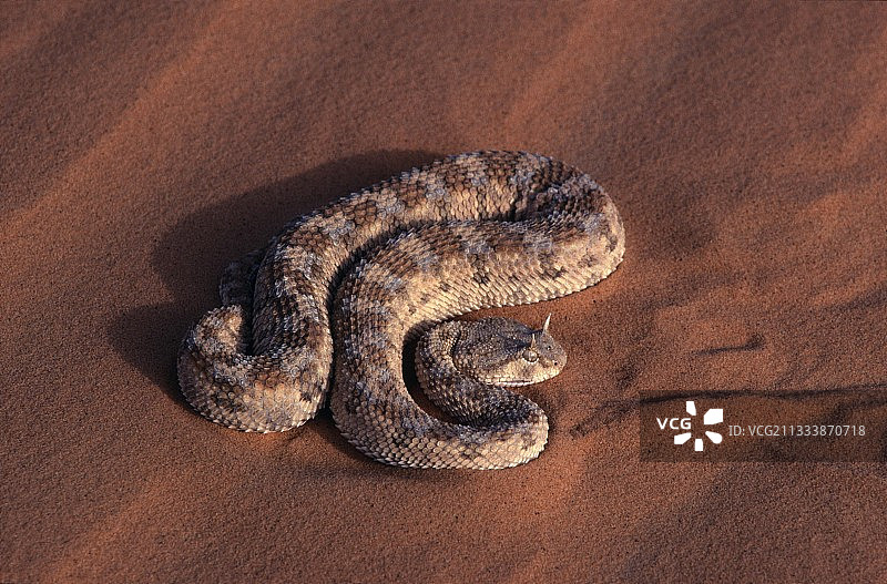 鳞片相互摩擦发出尖锐的声音图片素材