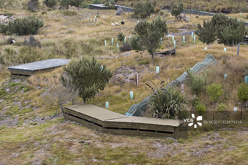 在企鹅保护中心观察企鹅图片素材