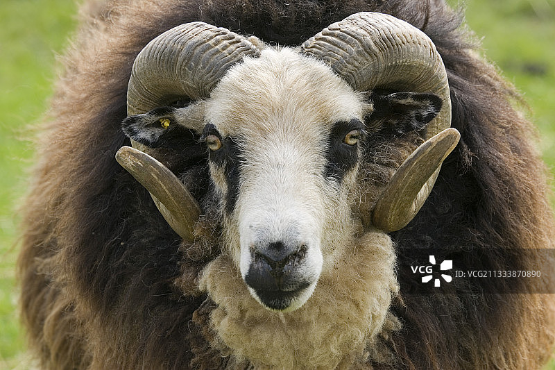 英国科茨沃尔德农场公园设得兰公羊肖像图片素材