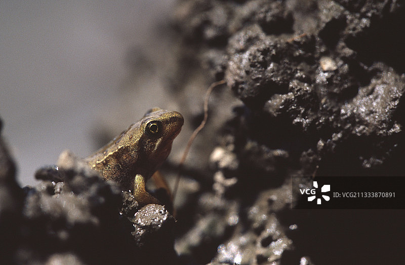 巴涅尔-德吕雄地区图片素材