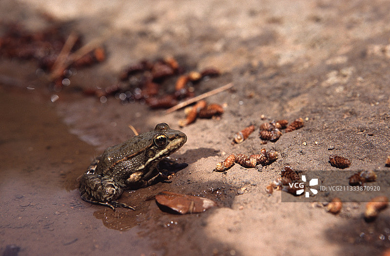 罗克布吕讷-阿尔让斯地区图片素材