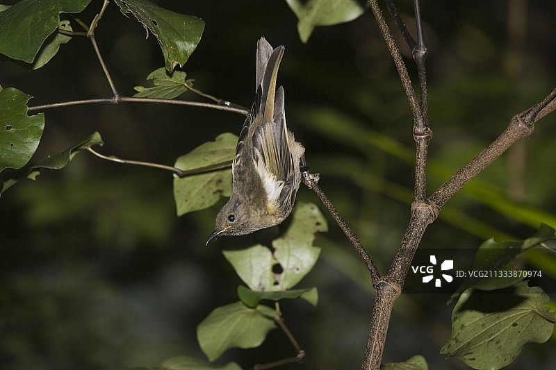 新西兰卡皮蒂岛树鹊幼鸟图片素材