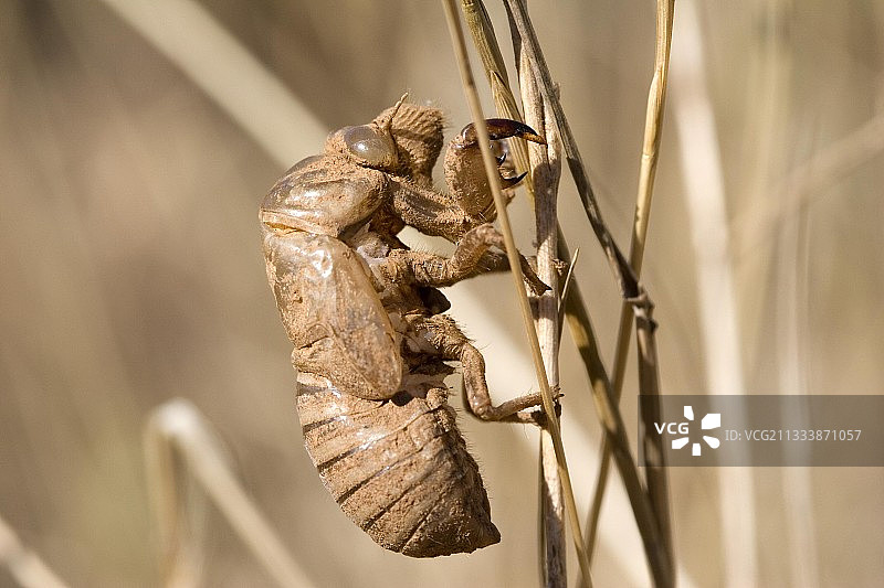 草茎上的蝉蜕图片素材