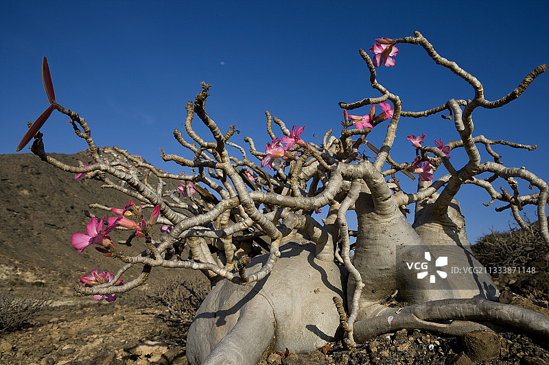 阿曼佐法尔沙漠玫瑰图片素材